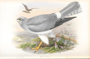 Illustration von Circus Cyaneus (Kornweihe)