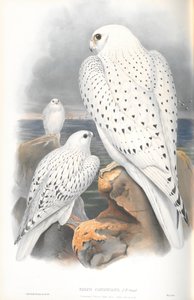 Illustration des Grönlandfalken (helle Rasse) von John Gould