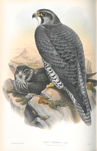 Illustration des Gerfalken