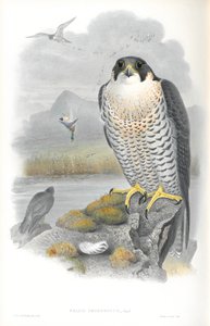 Illustration des Wanderfalken von John Gould