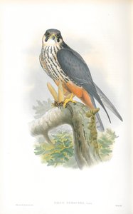 Illustration des Baumfalken