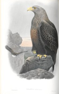 Illustration des Seeadlers