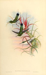 Illustration von Heliothrix phainolaema (= Heliothryx auritus phainolaemus) (Kolibri) auf Tillandsia bulbosa (Bromelie) von John Gould