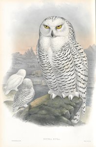 Illustration von Nyctea Nivea (Schneeeule) von John Gould