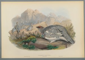Alpenschneehuhn, Herbstkleid von John Gould