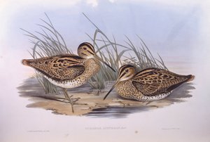 Lathams Schnepfe (Gallinago hardwickii) von John Gould