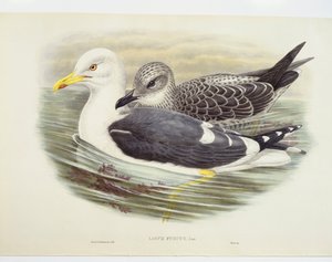 Heringsmöwe (Larus fuscus)