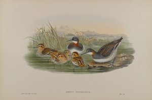 Lobipes Hyperboreus - Odinshühnchen