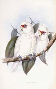 Langschnabelkakadu von John Gould