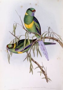 Mallee Ringneck (Platycercus oder Barnardius barnardi), Gravur von John Gould