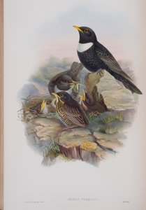 Merula Torquata, Tafel aus Die Vögel von Großbritannien von John Gould, veröffentlicht 1862-73 von John Gould
