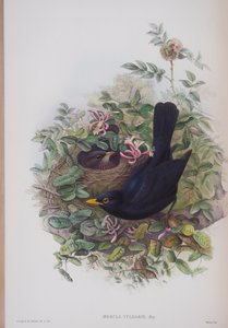 Merula Vulgaris, Tafel aus Die Vögel von Großbritannien von John Gould, veröffentlicht 1862-73