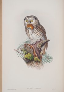 Nyctale Tengmalmi, Tafel aus Die Vögel von Großbritannien von John Gould, veröffentlicht 1862-73 von John Gould
