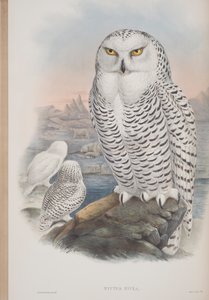 Nyctea Nivea, Tafel aus The Birds of Great Britain von John Gould, veröffentlicht 1862-73 von John Gould