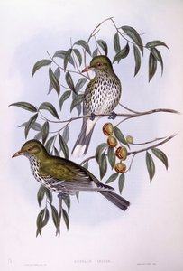 Olivrückenpirol, Gravur von John Gould von John Gould