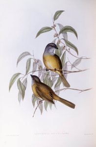 Olivenschnäpper (Pachycephala olivacea), Gravur von John Gould