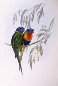 Ornate Lorikeet (Trichoglossus ornatus), Gravur von John Gould von John Gould