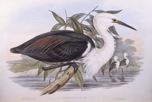 Pazifischer Reiher, Gravur von John Gould von John Gould
