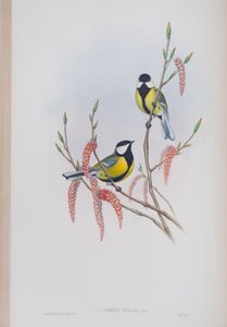 Parus Major, Tafel aus Die Vögel von Großbritannien von John Gould, veröffentlicht 1862-73 von John Gould