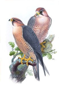 Wanderfalke, (Rotkappenfalke) Falco peregrinus babylonicus Sclater von John Gould