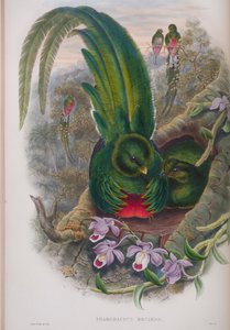 Pharomacrus Mocinno, Tafel aus Die Vögel von Großbritannien von John Gould, veröffentlicht 1862-73