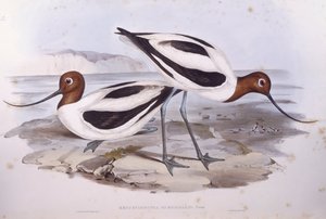 Rotschnabel-Avocet (Recurvirostra novaehollandiae) von John Gould