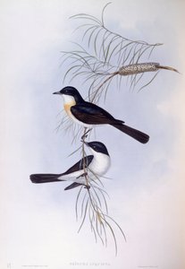 Unruhiger Fliegenschnäpper (Myiagra inquieta), Gravur von John Gould