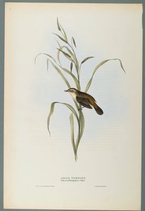 Salicaria Phragmatis: Schilfrohrsänger