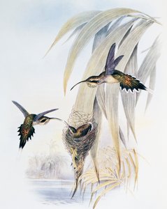 Schuppenkehl-Eremit, Gravur aus Monograph of Trochilidae or Humming Birds