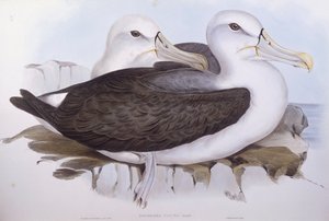 Schwarzbrauenalbatros (Thalassarche cauta), Gravur von John Gould von John Gould