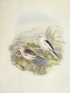 Schneeammer (Plectrophenax nivalis), Illustration