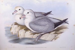 Südlicher Eissturmvogel (Fulmarus glacialoides), Gravur von John Gould