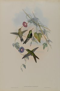 Sporadinus Elegans: St. Domingo Kolibri