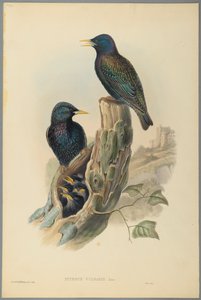 Star: Sturnus Vulgaris von John Gould