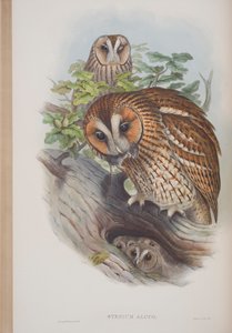 Syrnium Aluco, Tafel aus The Birds of Great Britain von John Gould, veröffentlicht 1862-73 von John Gould