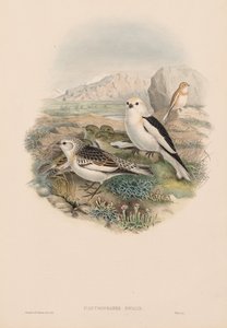 Die Vögel von Großbritannien: Plestrophanes nivalis