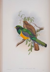 Trogon Atricollis, Tafel aus Die Vögel von Großbritannien von John Gould, veröffentlicht 1862-73