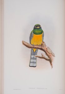 Trogon Tenellus, Tafel aus Die Vögel von Großbritannien von John Gould, veröffentlicht 1862-73 von John Gould