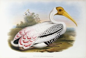 Weißkopf-Ibis; Tantalus Leucocephalus
