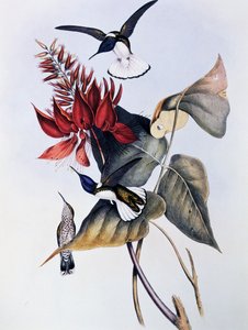 Weißnacken-Jakobin (Florisuga mellivora), Gravur aus Monographie der Trochilidae oder Kolibris (1849-1861), von John Gould (1804-1881) von John Gould
