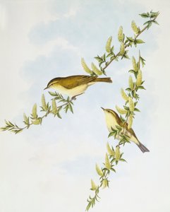 Fitis (Phylloscopus trochilus), Gravur von John Gould von John Gould