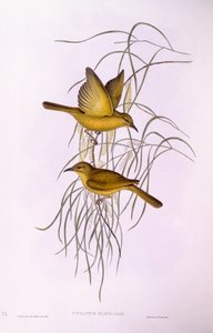 Gelber Honigfresser (Lichenostomus flavus), Gravur von John Gould