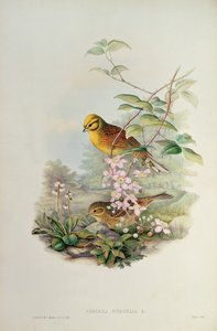 Goldammer