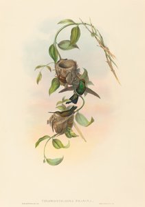 Chlorostilbona prasina (Puncherans Smaragd) von John Gould and H.C. Richter