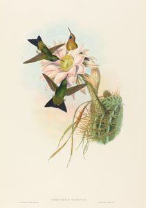 Eriocnemis vestitus (Glühender Puff-Leg) von John Gould and H.C. Richter
