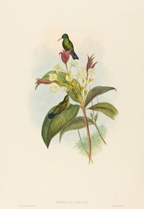 Eucephala caerulea (Blaukehlsaphir)