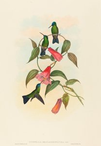 Eucephala smaragdocaerulea (Goulds Waldnymphe) von John Gould and H.C. Richter