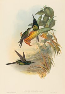 Eugenia imperatrix (Kaiserkolibri)