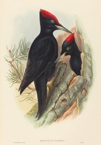 Schwarzspecht (Dryocopus martius) von John Gould and H.C. Richter