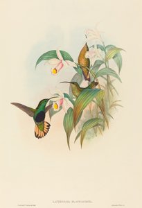 Lafresnaya flavicaudata (Gelbschwanz-Samtbrust)